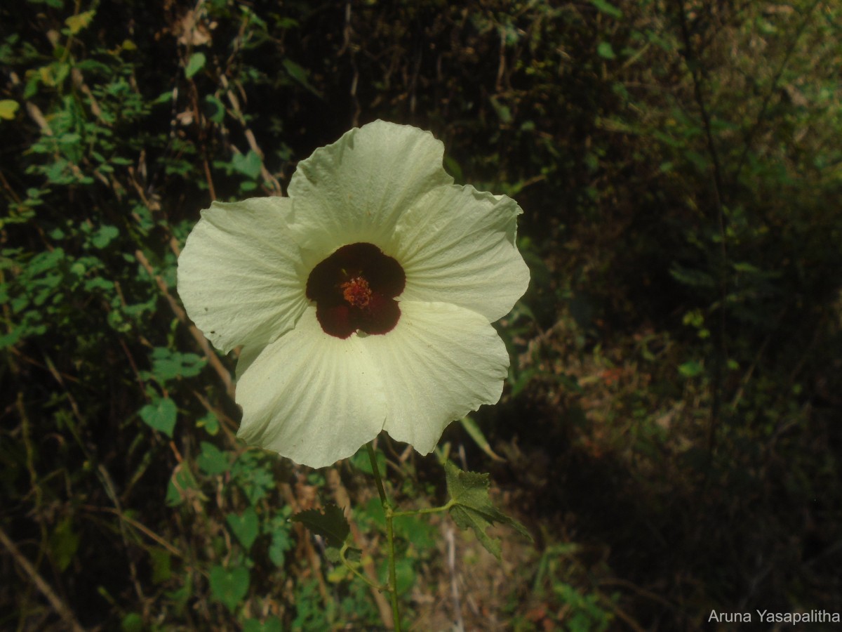 Hibiscus vitifolius L.